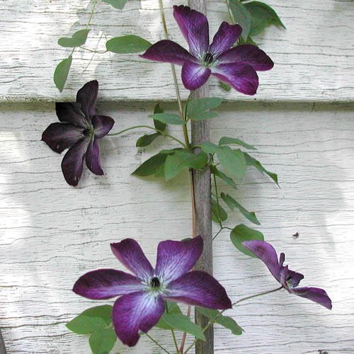 Clematis viticella venosa violacea